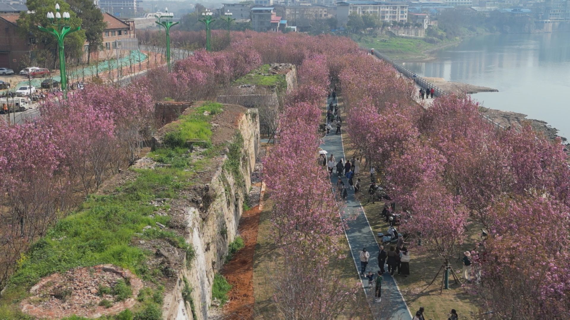 涝区花海-3.jpg